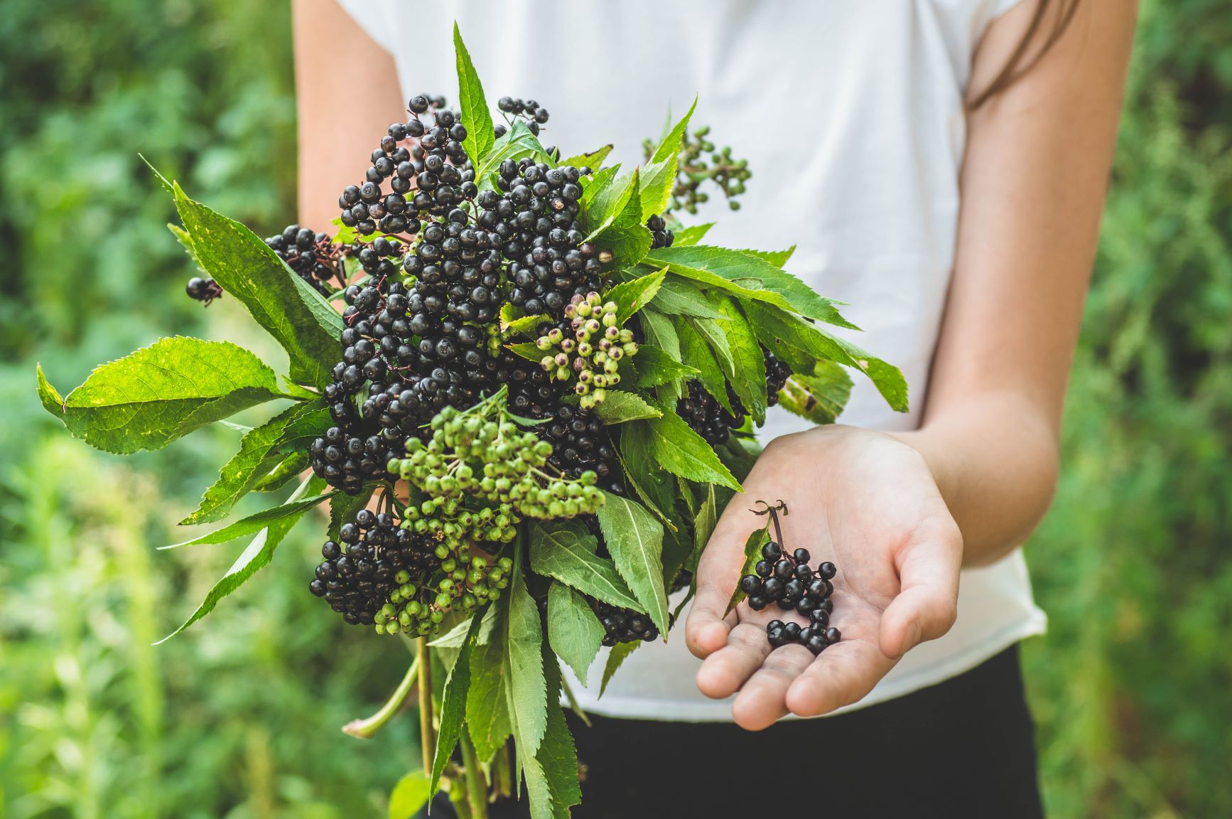 All About Elderberry: Nature's Top Immune Defense