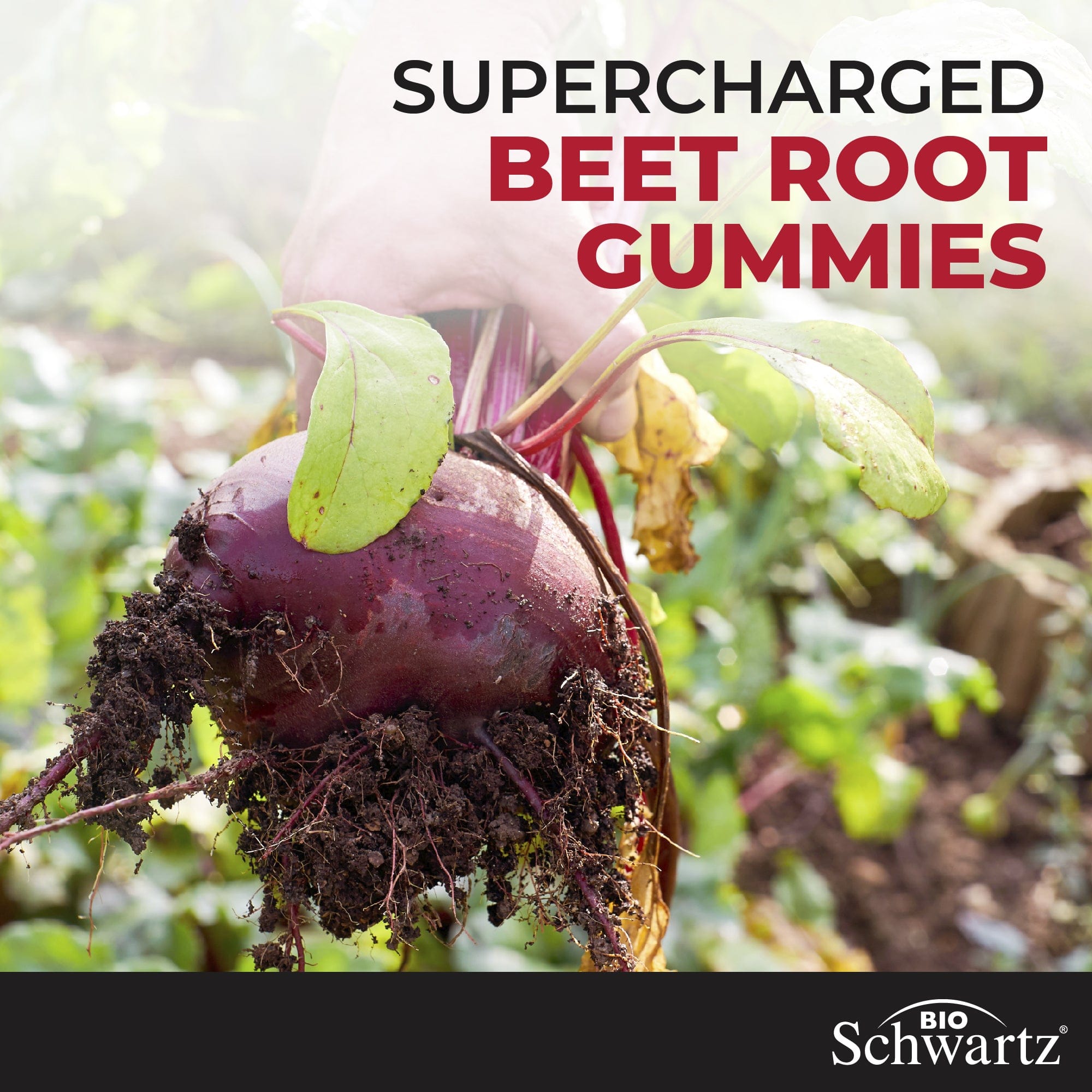 Sugar Free Beet Root Gummies, 120ct